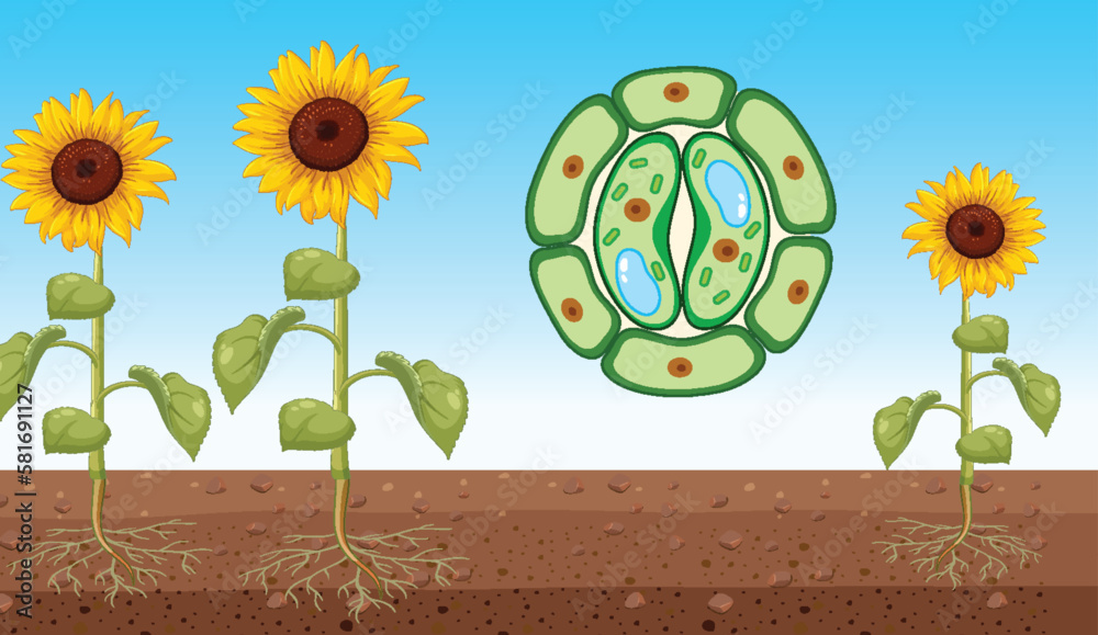 Sunflower with Open Stomata Vector