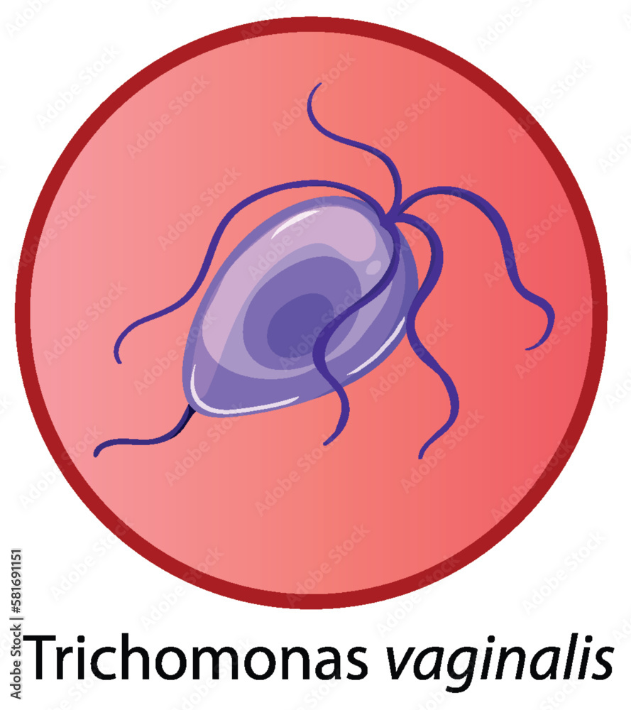 Trichomonas vaginalis on white background