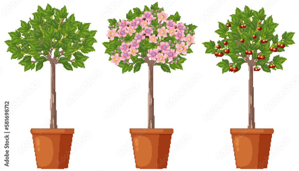 Stages of Cherry Tree Growth Vector