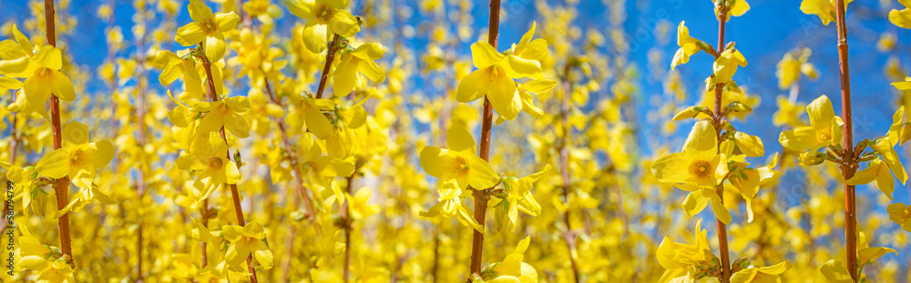 forsythia bush blossom in spring