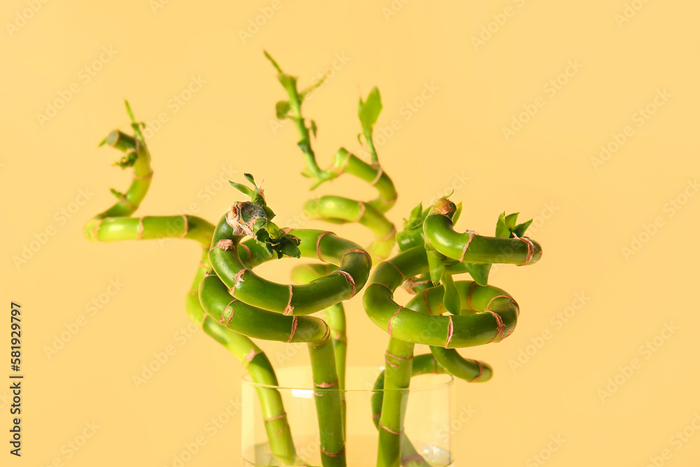 Vase with bamboo plant on beige background