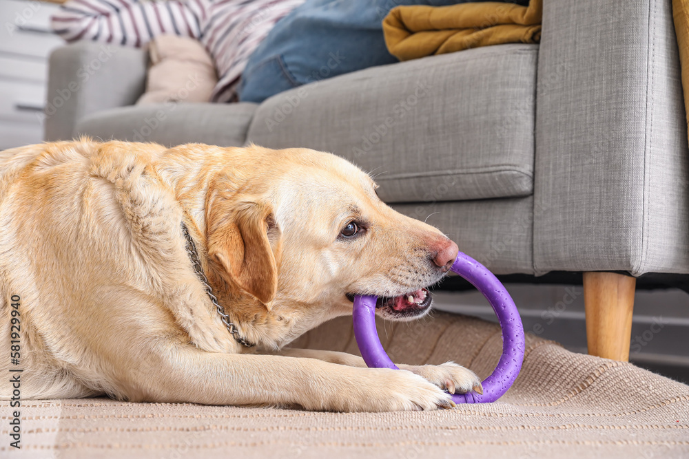 Cute Labrador dog playing with toy at home, closeup