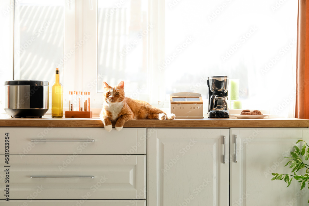 Cute red cat lying on counter in kitchen