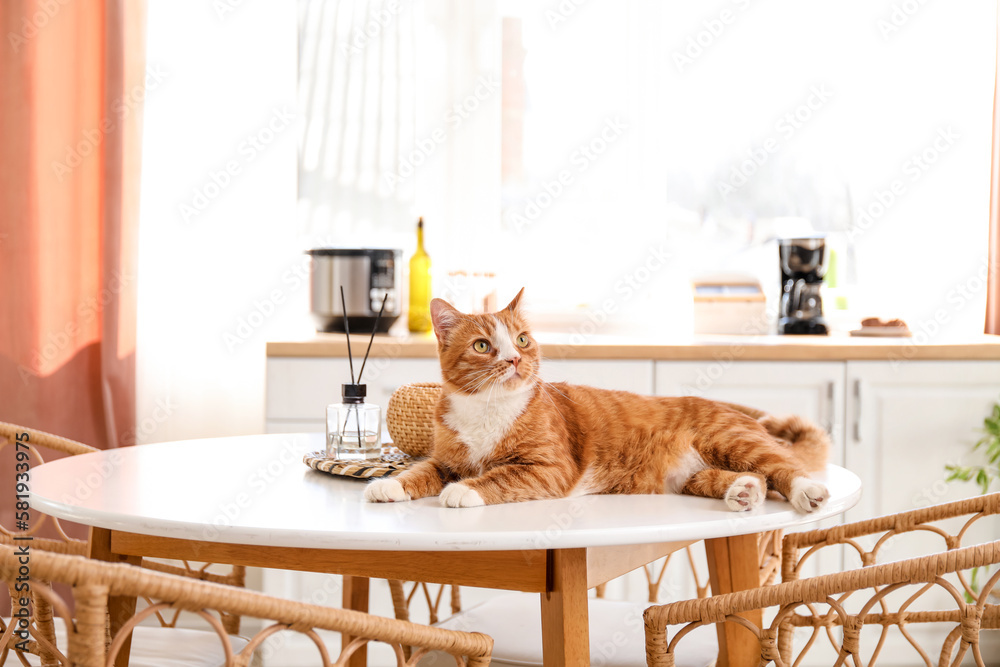 Cute red cat lying on dining table in kitchen