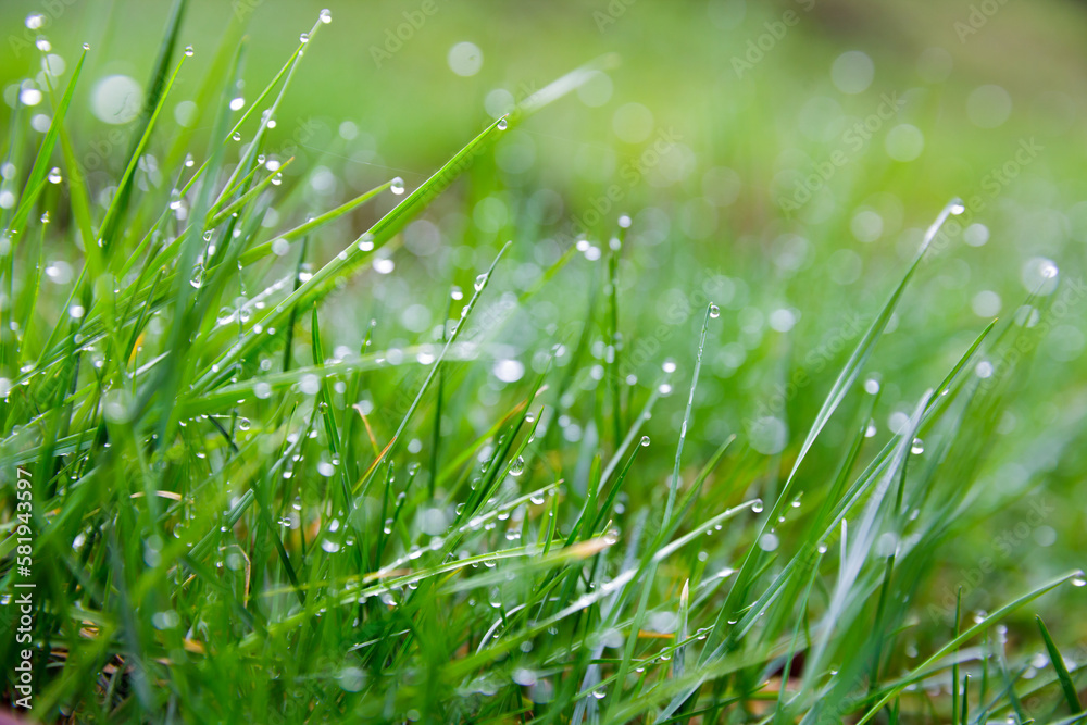 Fresh green grass with dew drops during spring