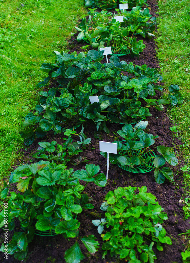 Strawberries bed in the garden