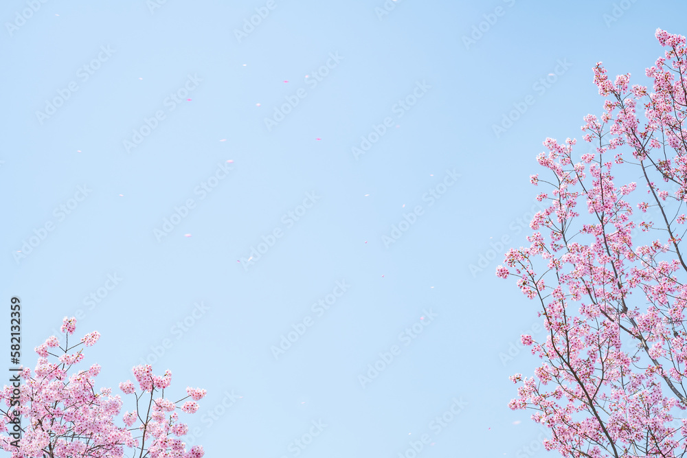 pink cherry blossoms in spring