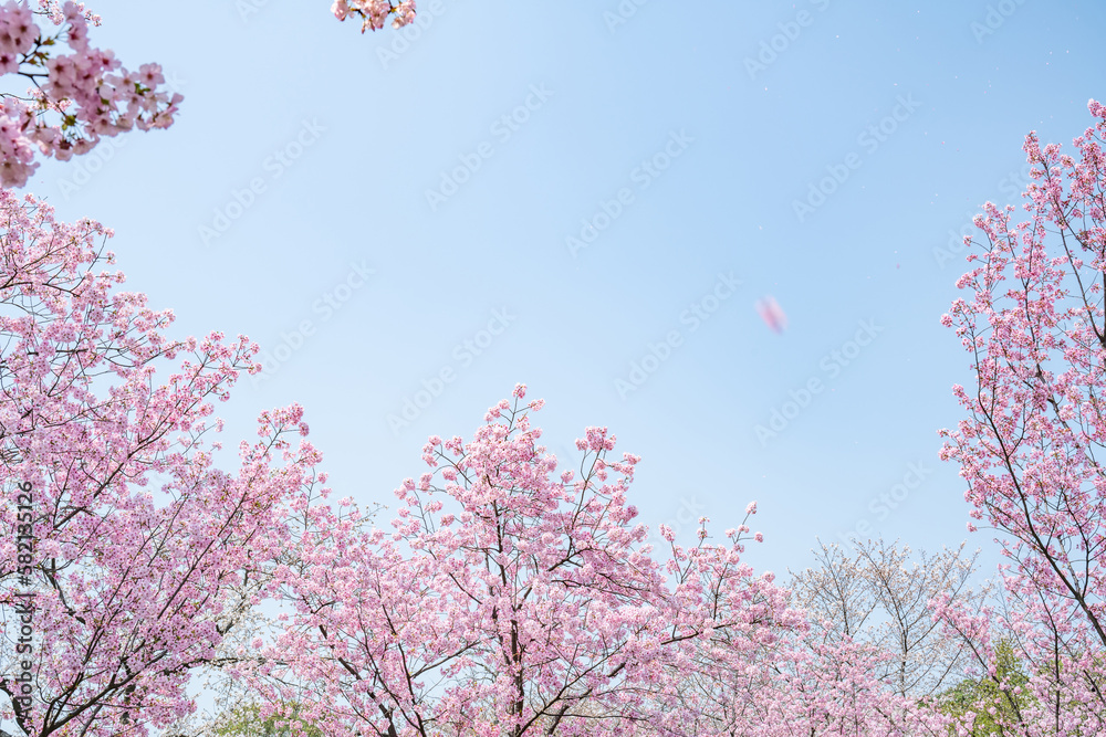 pink cherry blossoms in spring