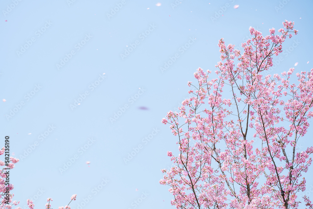 pink cherry blossoms in spring