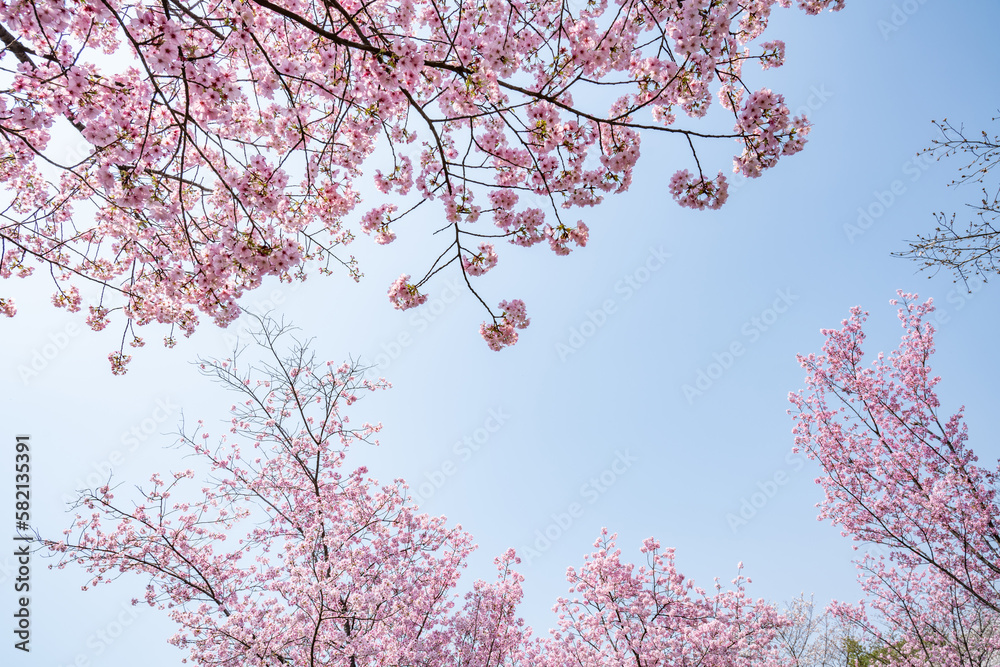 pink cherry blossoms in spring