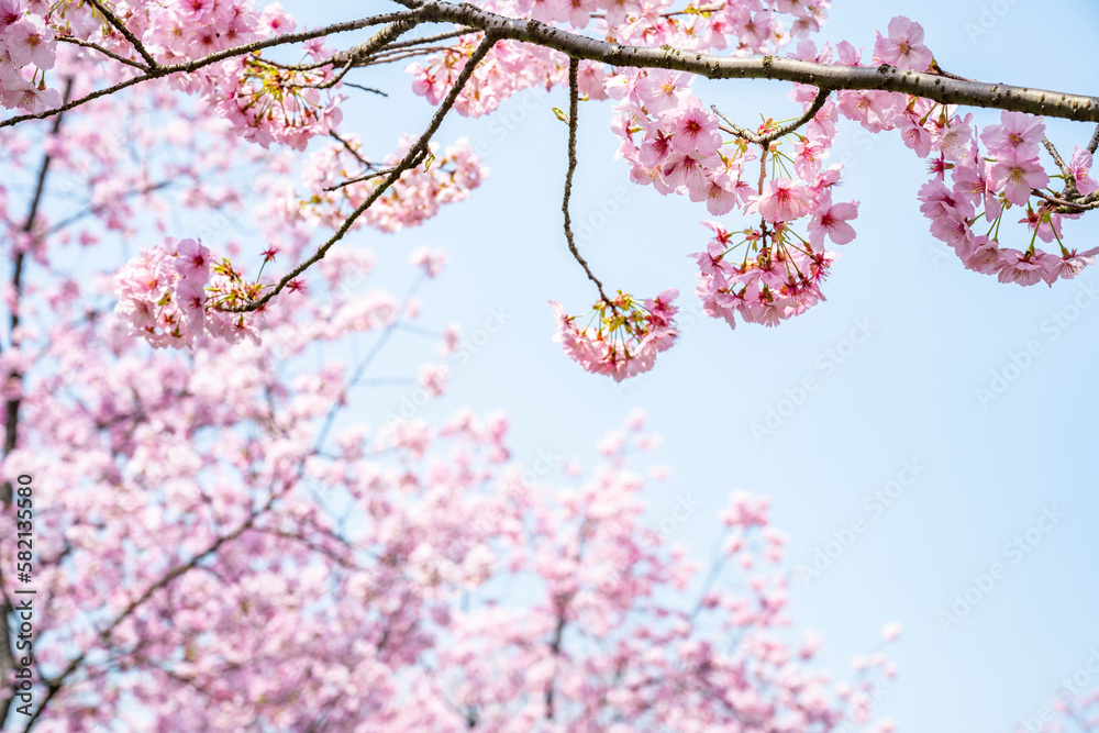 pink cherry blossoms in spring