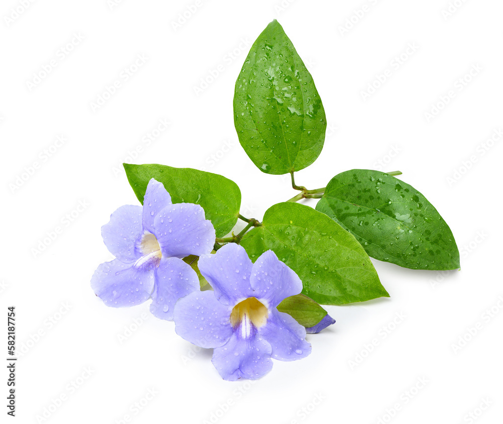 Laurel clock vine (Thunbergia laurifolia) flower and leaves with water droplets isolated on white ba