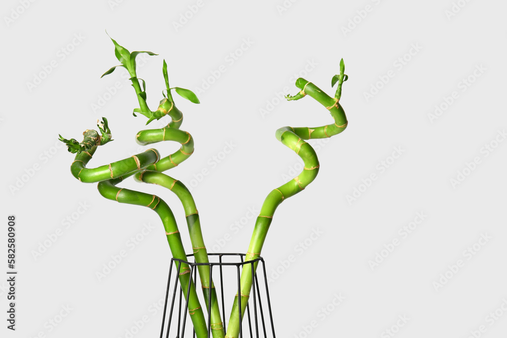 Vase with bamboo plant on grey background