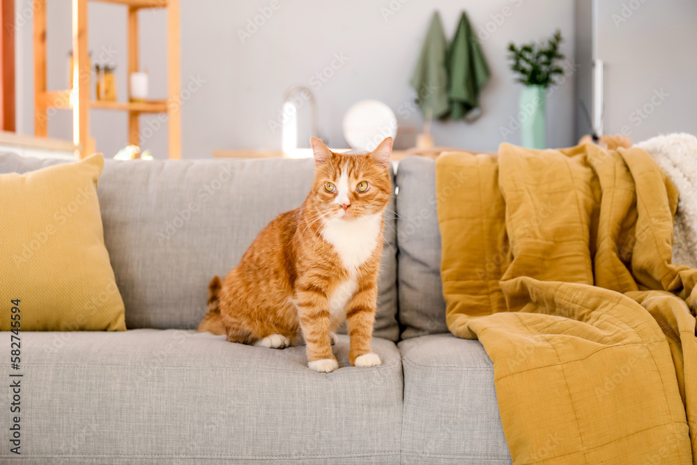 Cute red cat sitting on grey couch at home