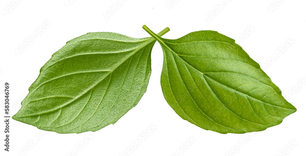 Basil leaves isolated on white background 