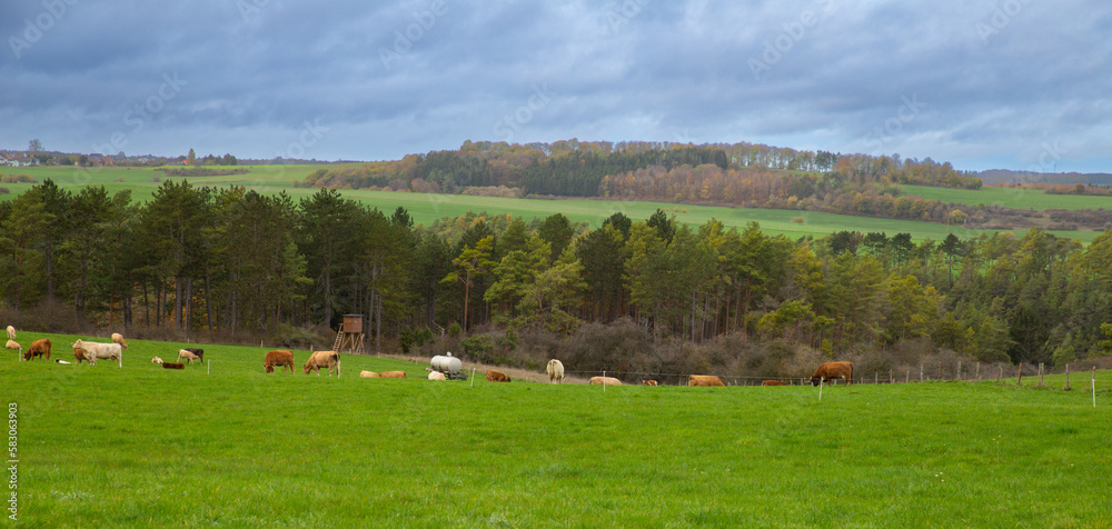 Panoramic view of German countryside landscape with cows eating grass in Lampertstal und Alendorfer 