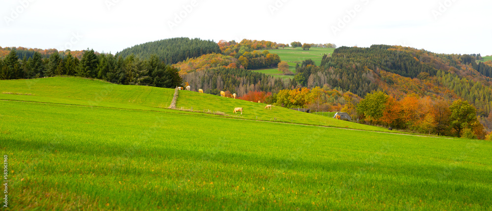 Panoramic view of German countryside landscape with cows eating grass in Lampertstal und Alendorfer 