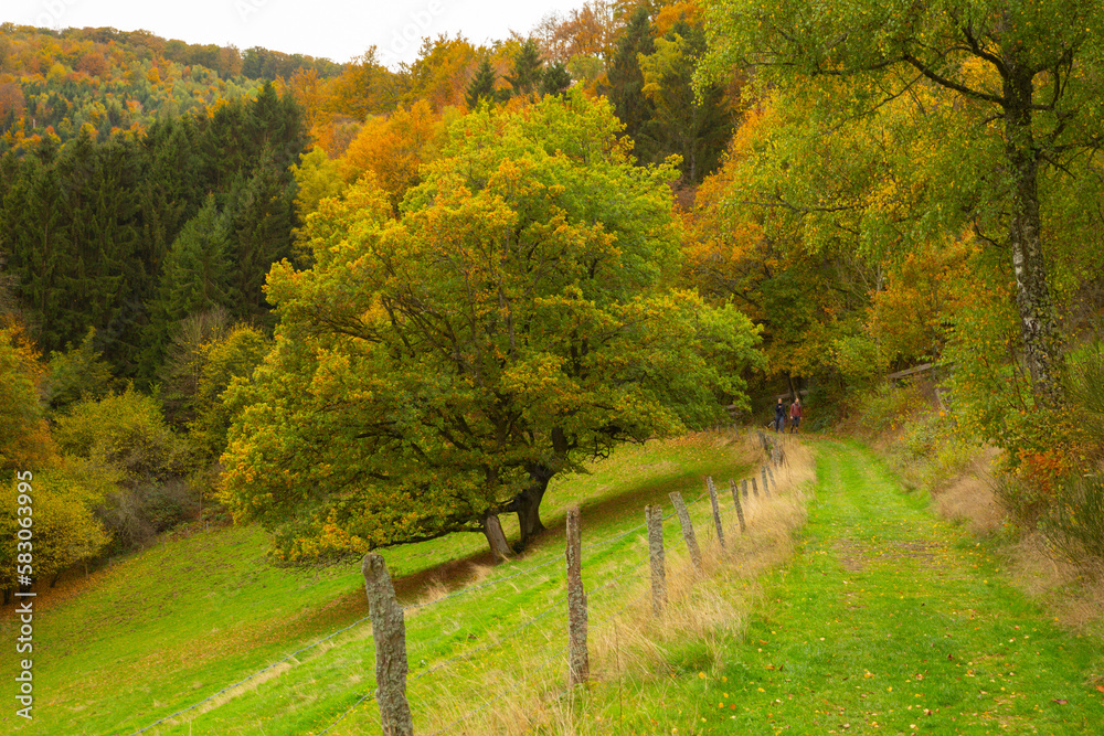 Scenic colorful foliage forest with hiking trial next to Einruhr, Simmerath, Germany