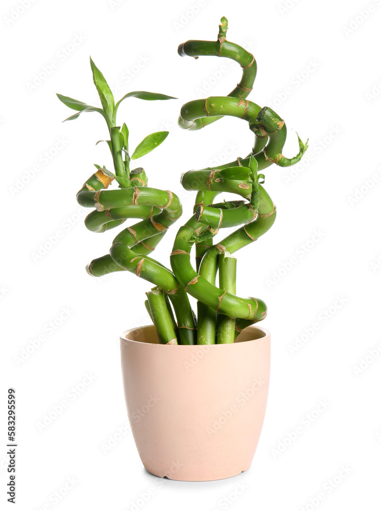 Bamboo plant in pot isolated on white background