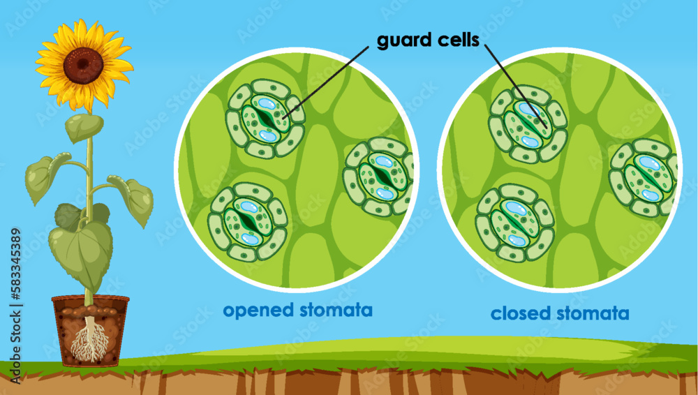 The opening and closing of stomata