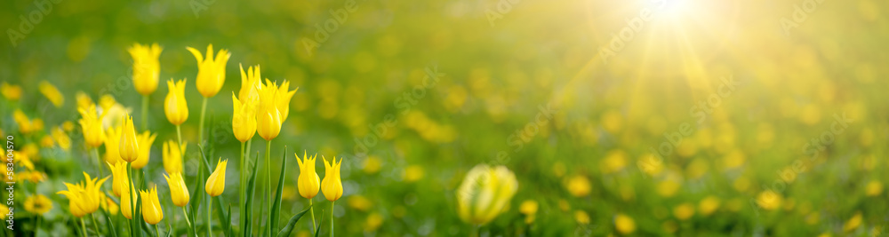 Meadow with yellow blooming tulips in springtime.