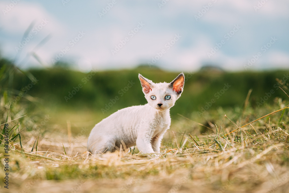 Sweet Devon Rex Cat Funny Curious Young White Devon Rex Kitten In Grass. Short-haired Cat Of English