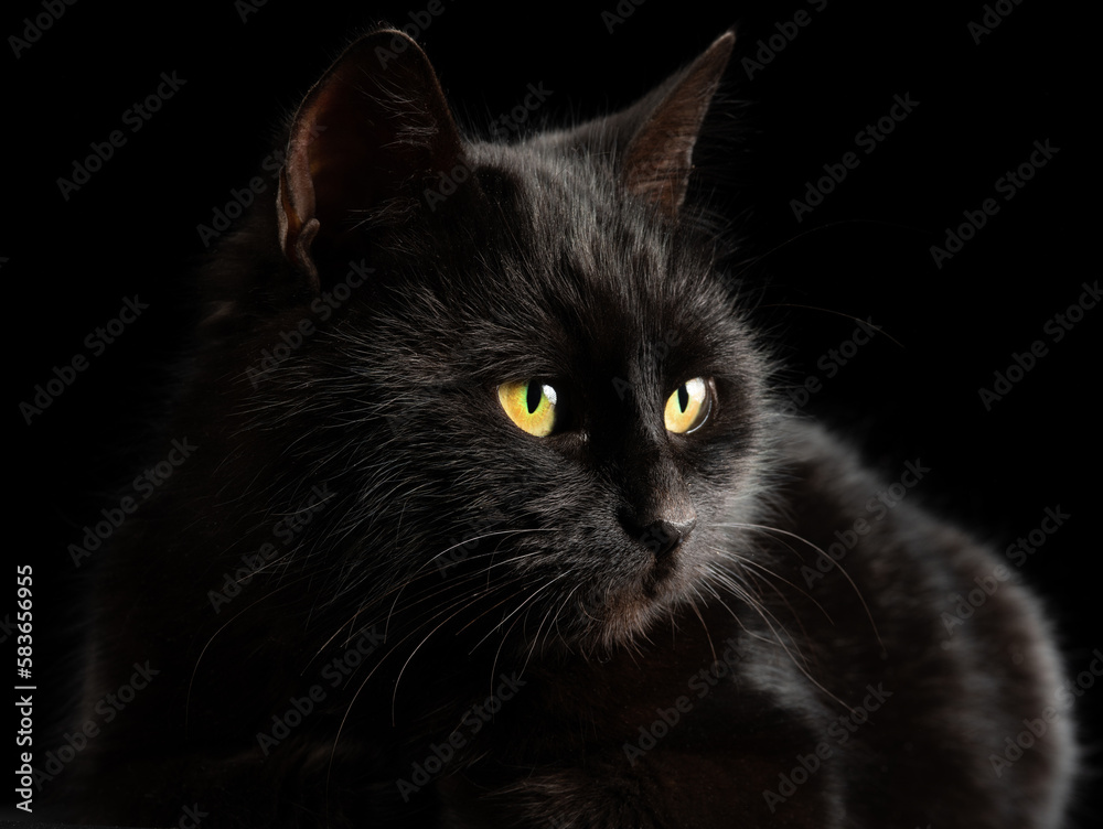 black cat with yellow eyes on a black background