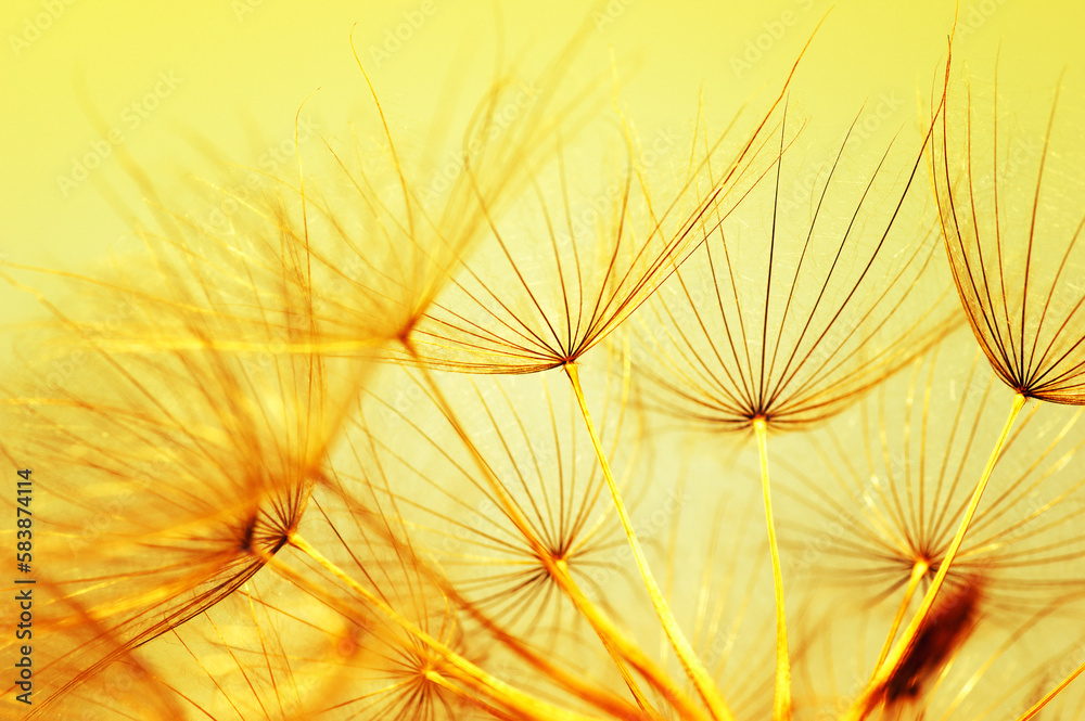 Dandelion flower on sun