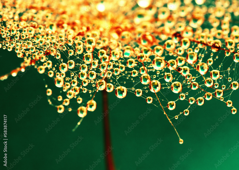 Dandelion flower background in water