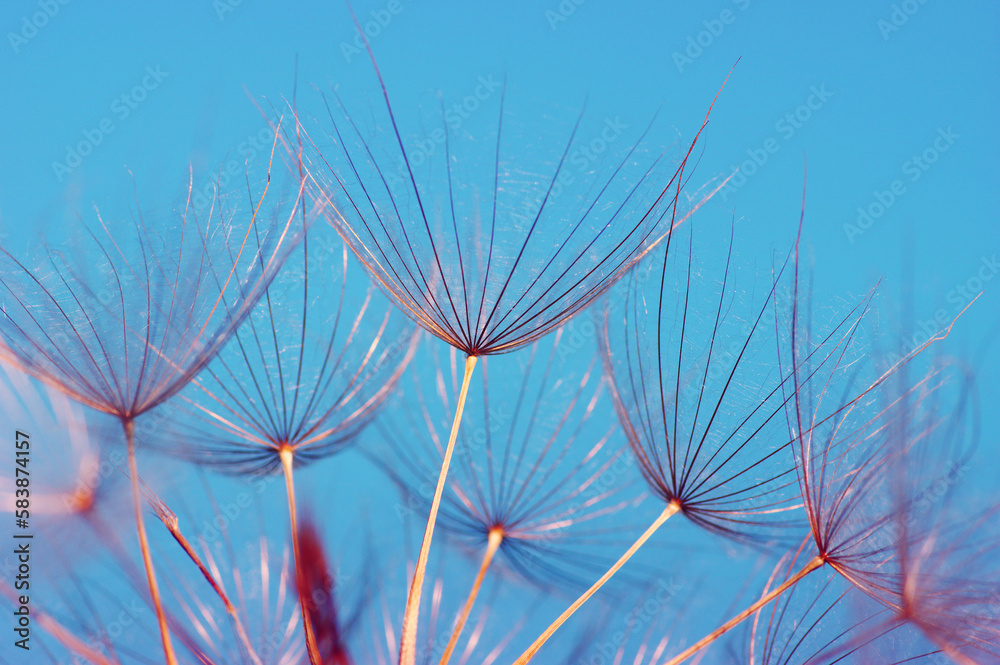 Dandelion flower  abstract background