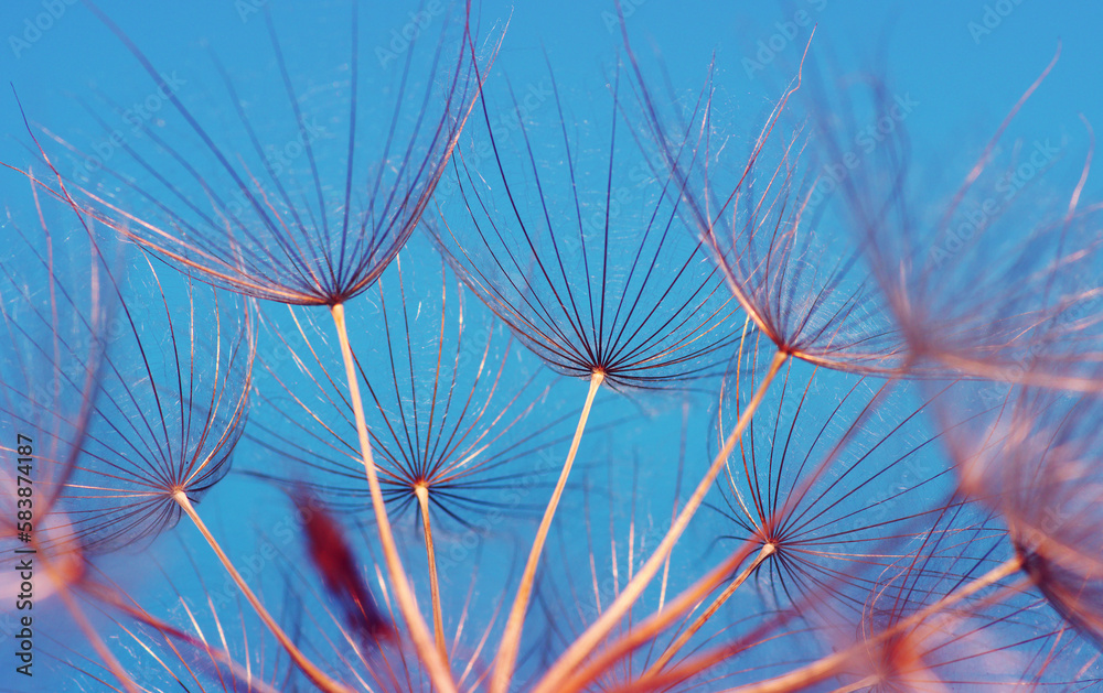 Dandelion flower on sun