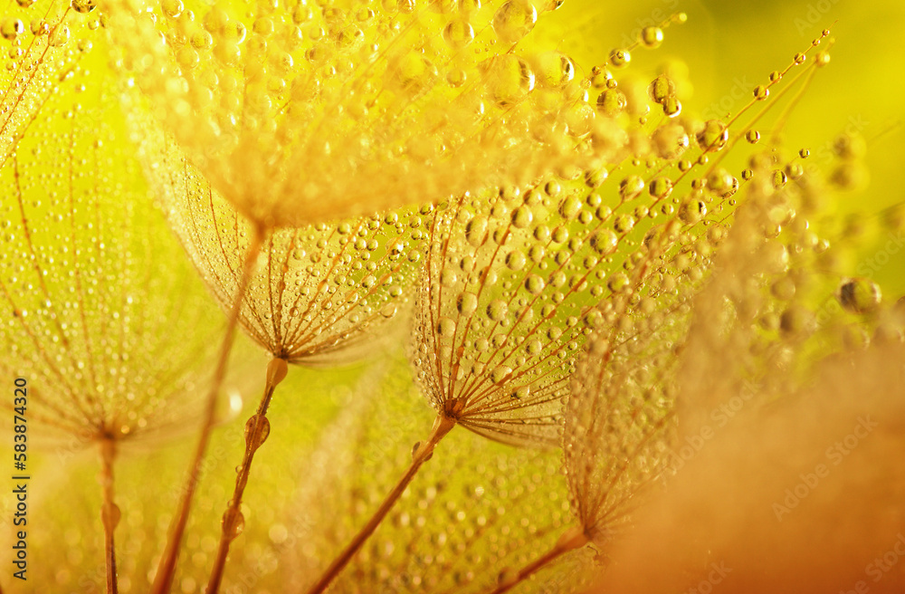 Dandelion flower background in water