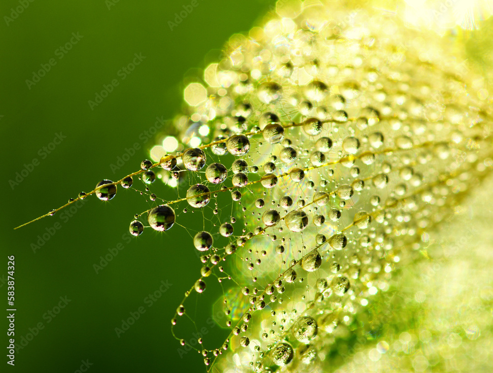 Dandelion flower background in water