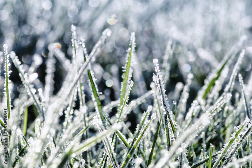 Winter background, morning frost in the grass