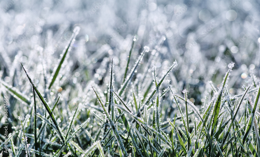 Winter background, morning frost in the grass