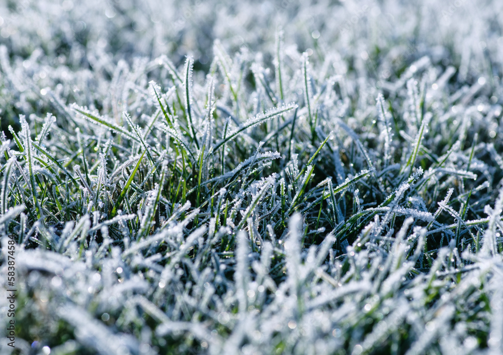 Frost on the plants. Ice grass. Beautiful winter background