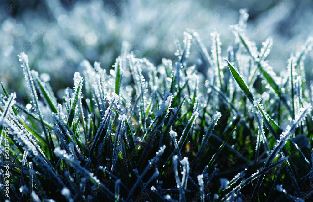  frost on the grass in the field