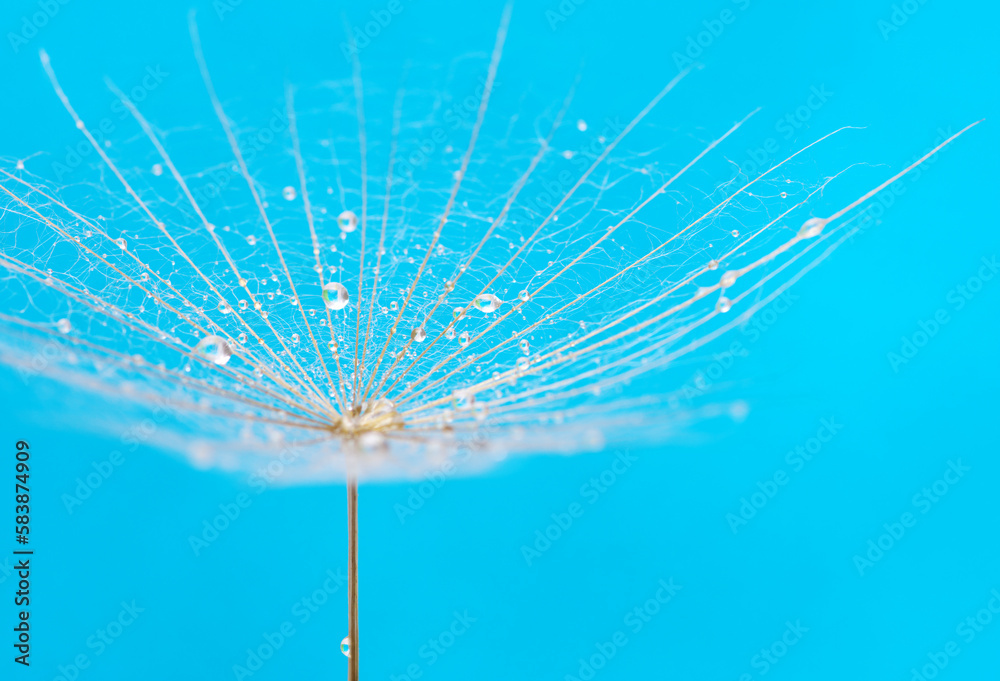 Dandelion flower background in water