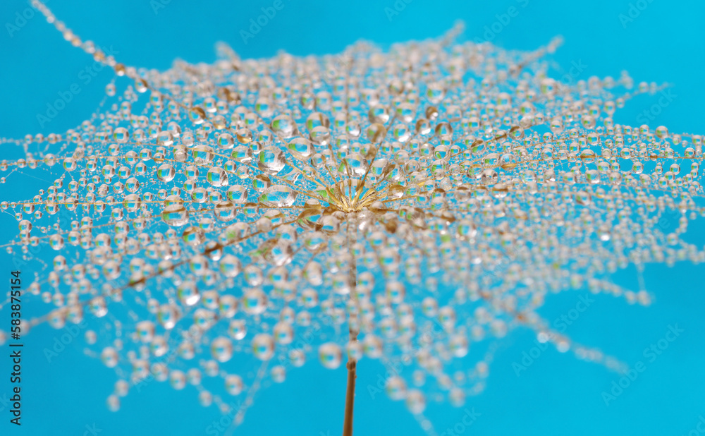 Dandelion flower background in water