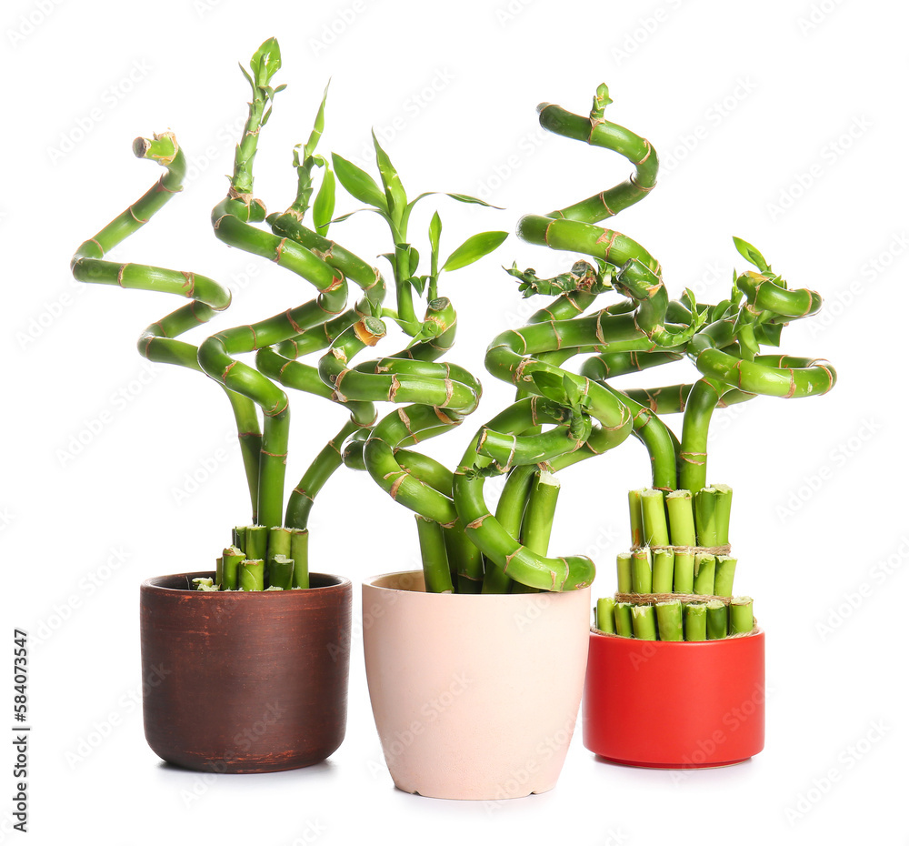 Pots with bamboo plants isolated on white background