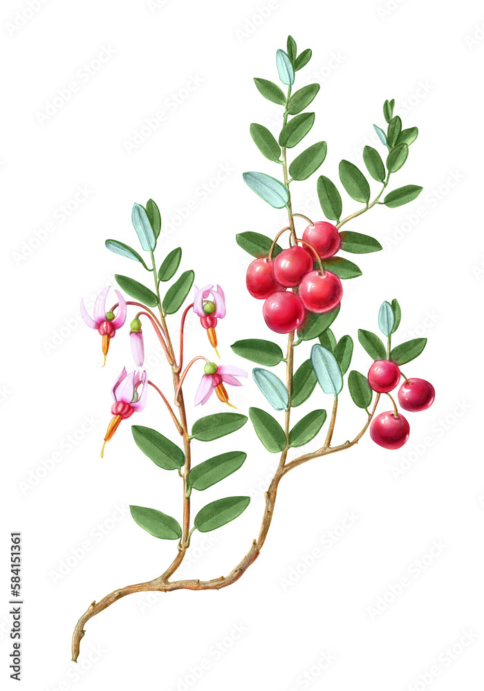 Cranberry Plant Hand Drawn Pencil Illustration Isolated on White with Clipping Path