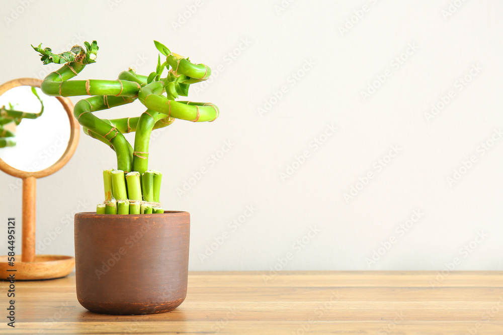 Pot with bamboo plant and mirror on table near white wall