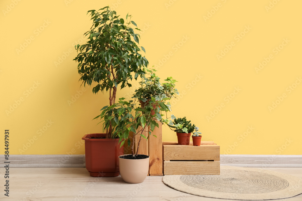 Green houseplants with wooden boxes near yellow wall in room