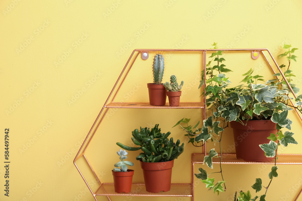 Shelf with green houseplants hanging on yellow wall, closeup