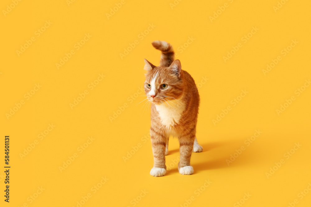 Funny red cat on yellow background