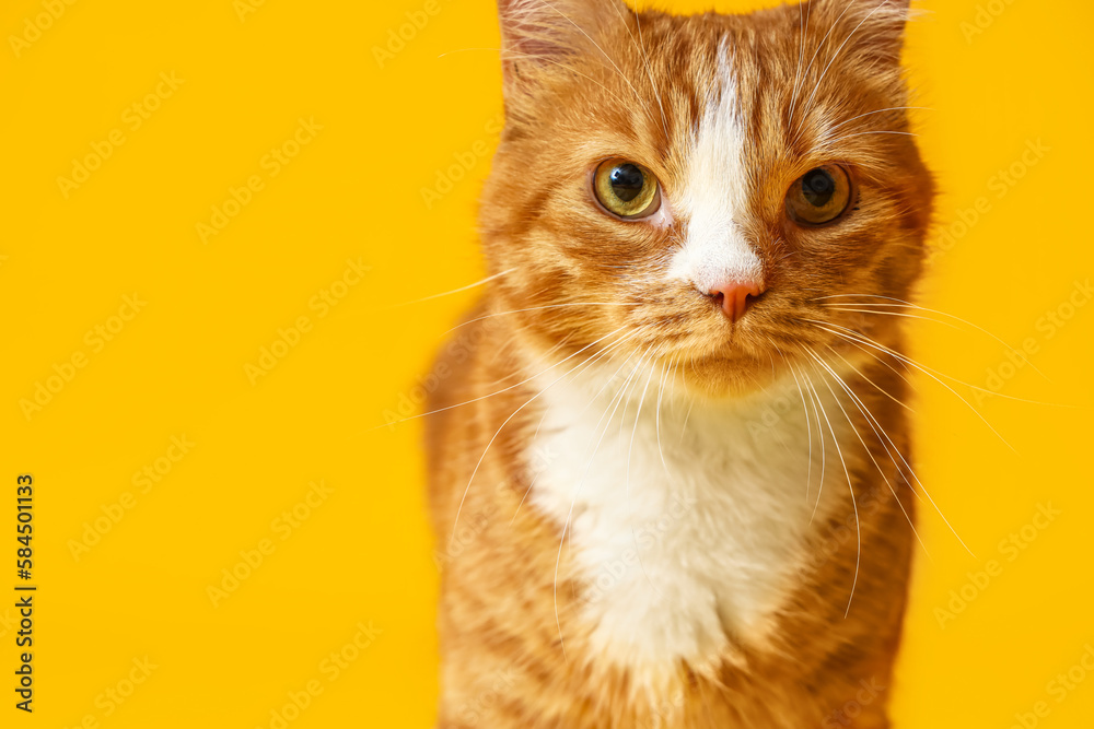 Funny red cat on yellow background