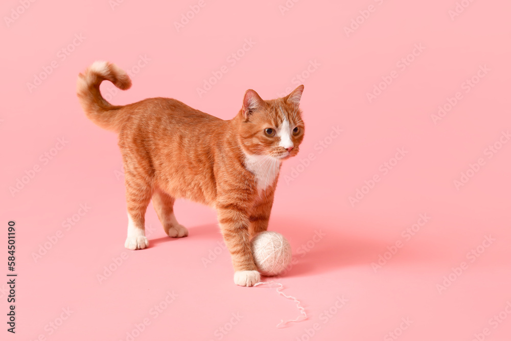 Funny red cat with ball of thread on pink background