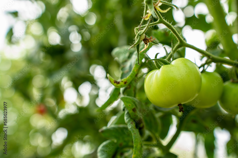 Red Tomatoes. Beautiful red ripe Tomatoes grown in a greenhouse. Gardening tomato photograph with co