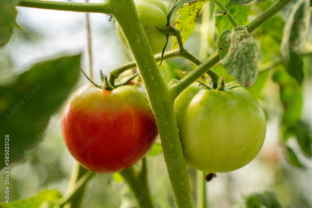 Red Tomatoes. Beautiful red ripe Tomatoes grown in a greenhouse. Gardening tomato photograph with co