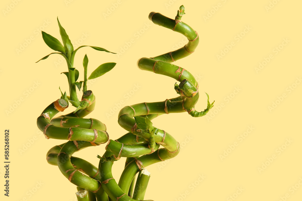 Bamboo plant stems on beige background, closeup